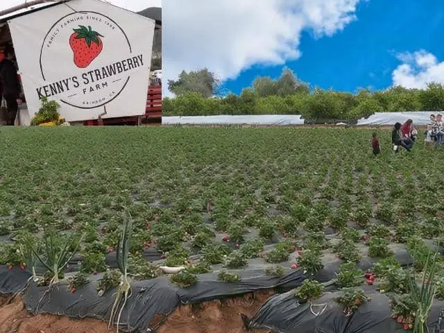 Kennys Strawberry Farm