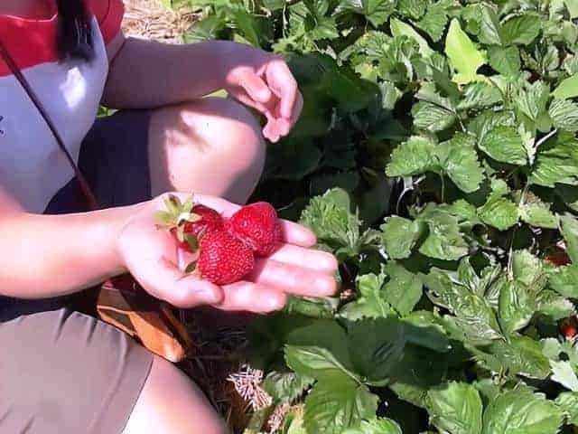 Roesch Strawberry Farm