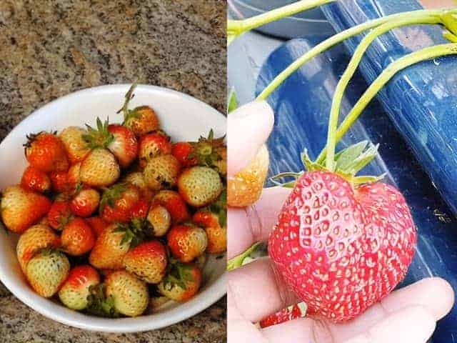 ripe vs unripe strawberry