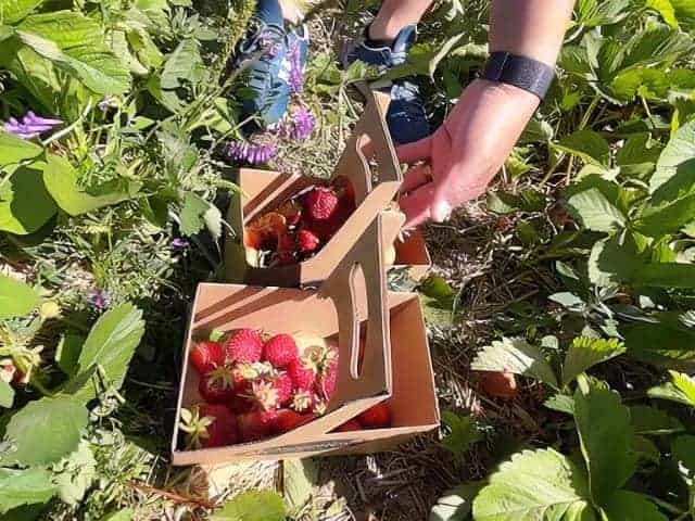 Be Wish Ranch Escondido Strawberry Picking