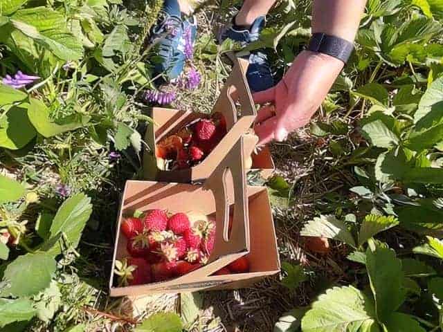 Strawberries of J.R Organic Farms