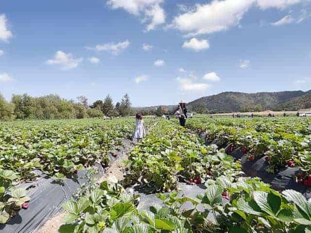 South Coast Farms San Juan Capistrano