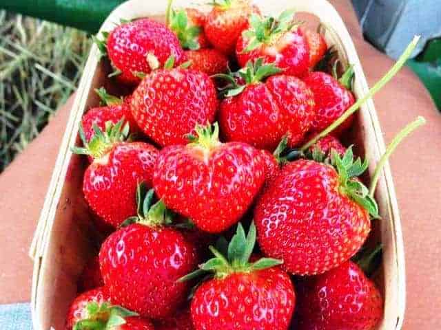 Glover Farms - Brookhaven, New York