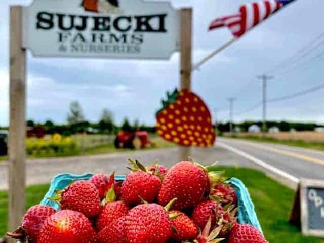 Sujecki Farms and Nurseries - Calverton, NY