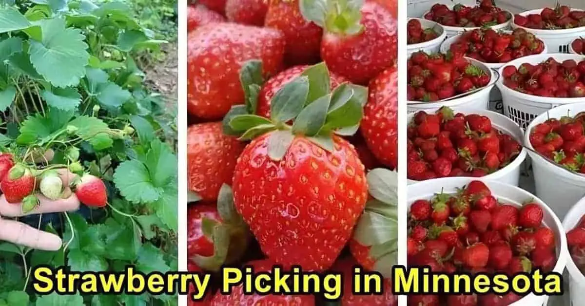 Strawberry Picking in Minnesota