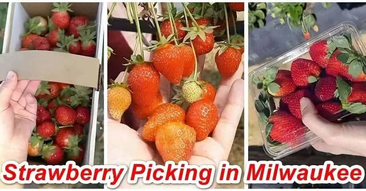 Strawberry Picking in the Milwaukee area