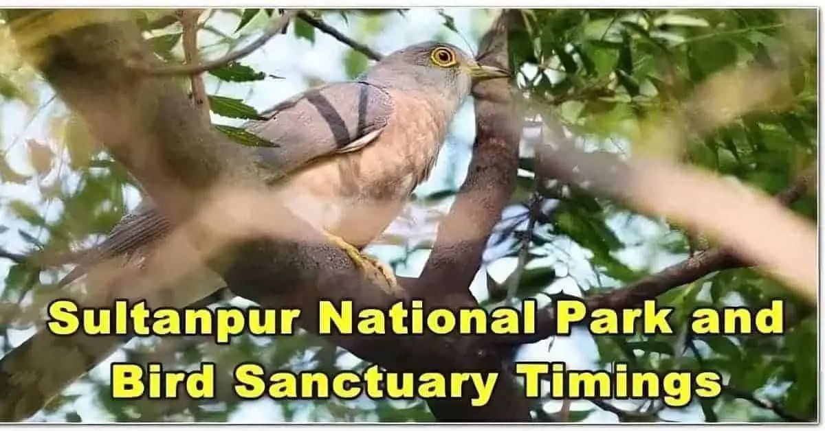 Sultanpur Bird Sanctuary timings