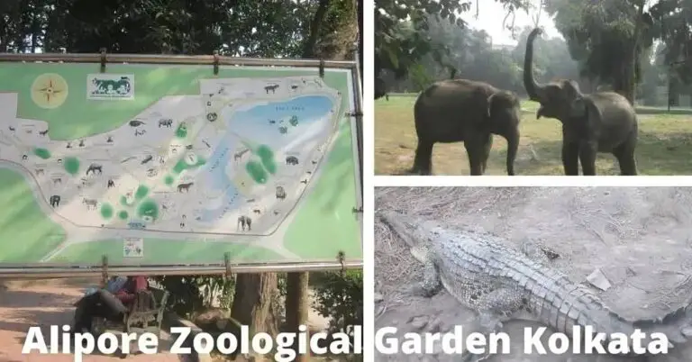 Alipore Zoo Kolkata | Timings, Ticket Price, Closed day
