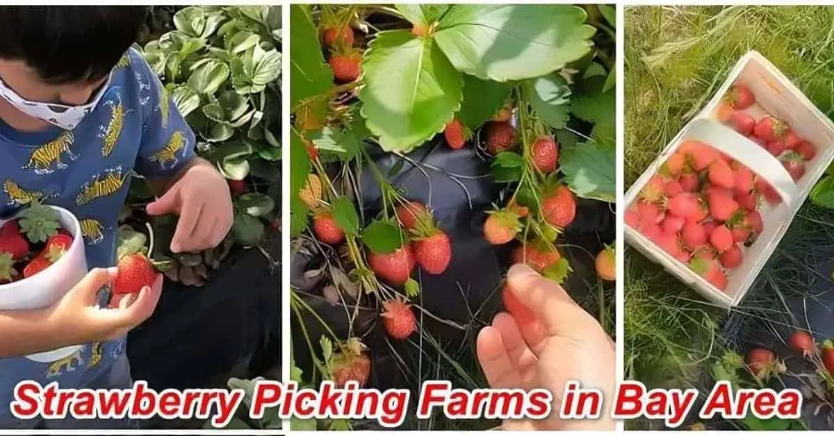 Bay Area Strawberry Picking