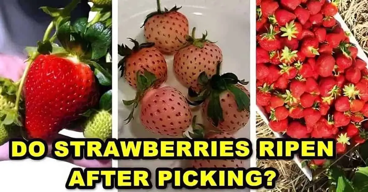 Do Strawberries Ripen After Picking