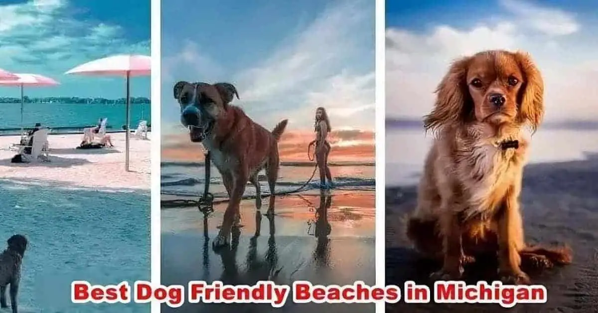 Dog Friendly Beaches in Michigan