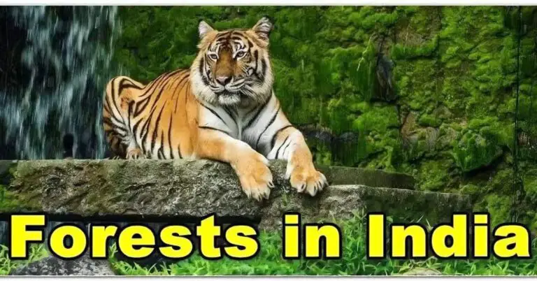 List of 40 Famous Forests in India to visit