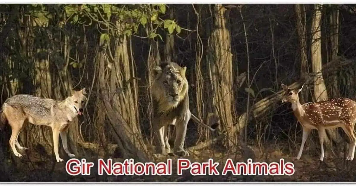 Gir national park in Gujarat is famous for