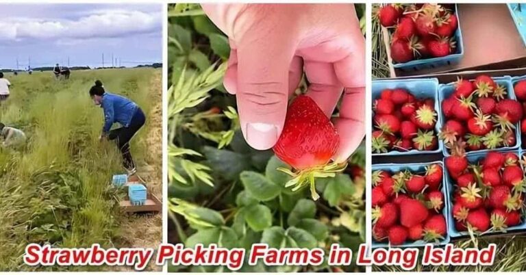 Long Island Strawberry Picking Farms