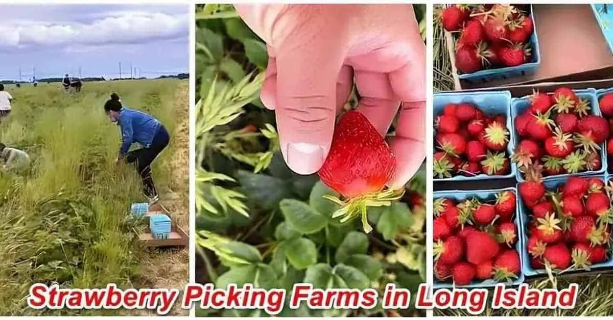 Long Island Strawberry Picking Farms