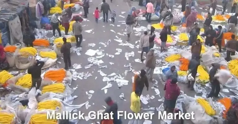 Wholesale Flower Market Kolkata and Howrah [Mullick Ghat]