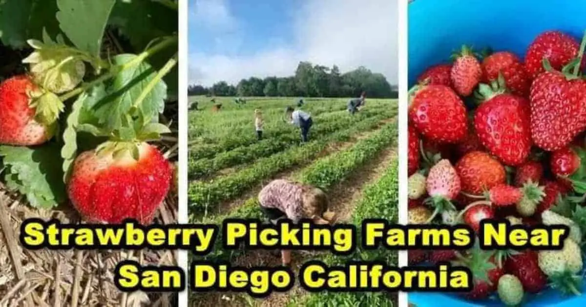 Strawberry Picking Farms Near San Diego California