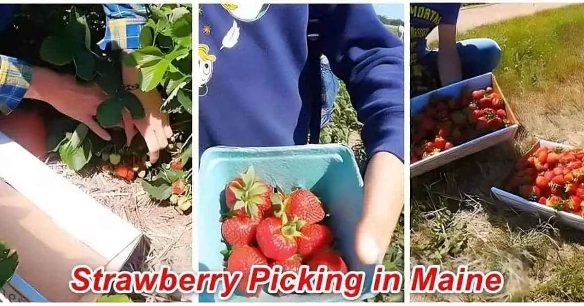 Strawberry Picking Farms in Maine