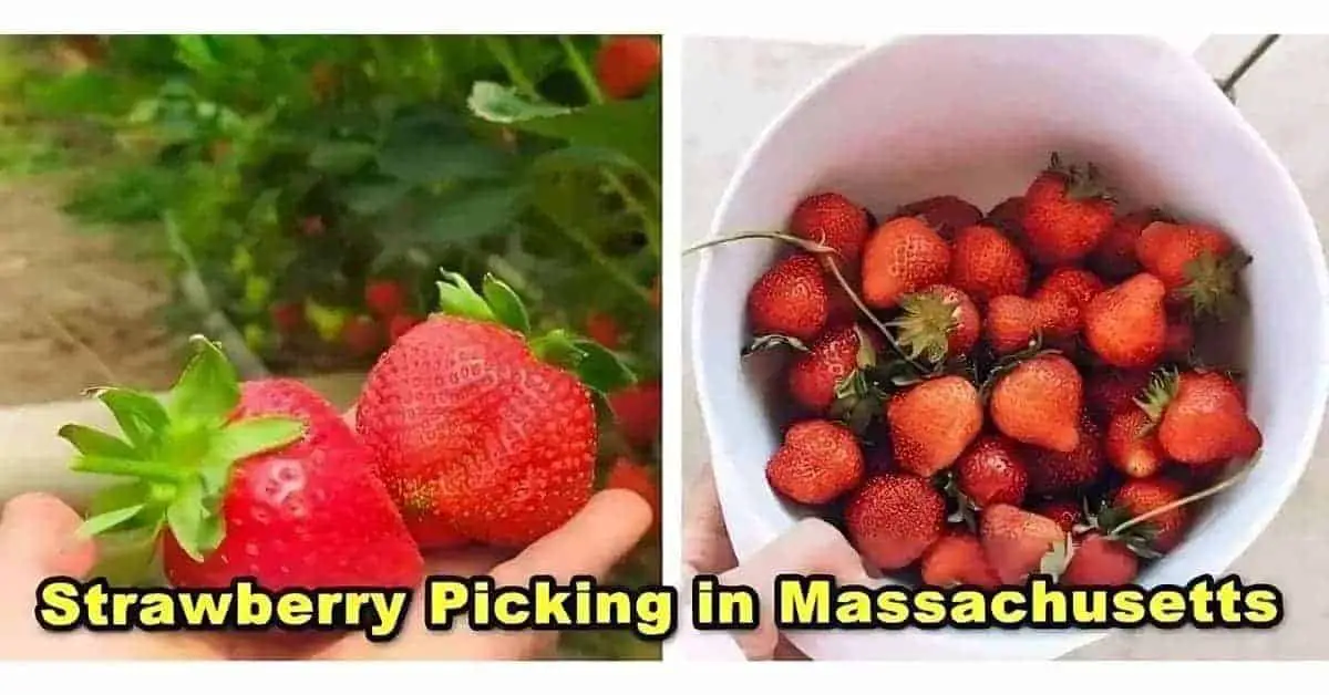 Strawberry Picking Farms in Massachusetts