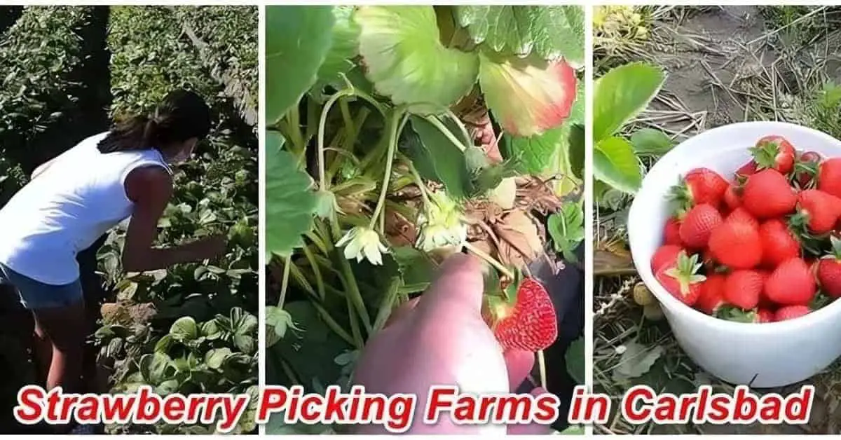 Strawberry Picking Farms near Carlsbad