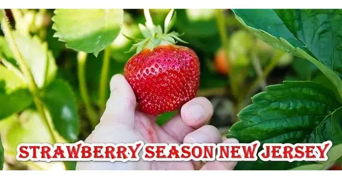 Strawberry Picking Season in New Jersey