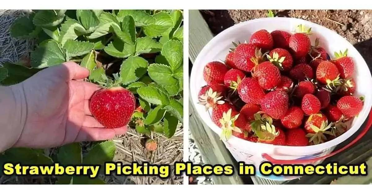 Strawberry Picking in Connecticut