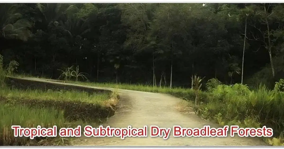 Tropical and Subtropical Dry Broadleaf Forests