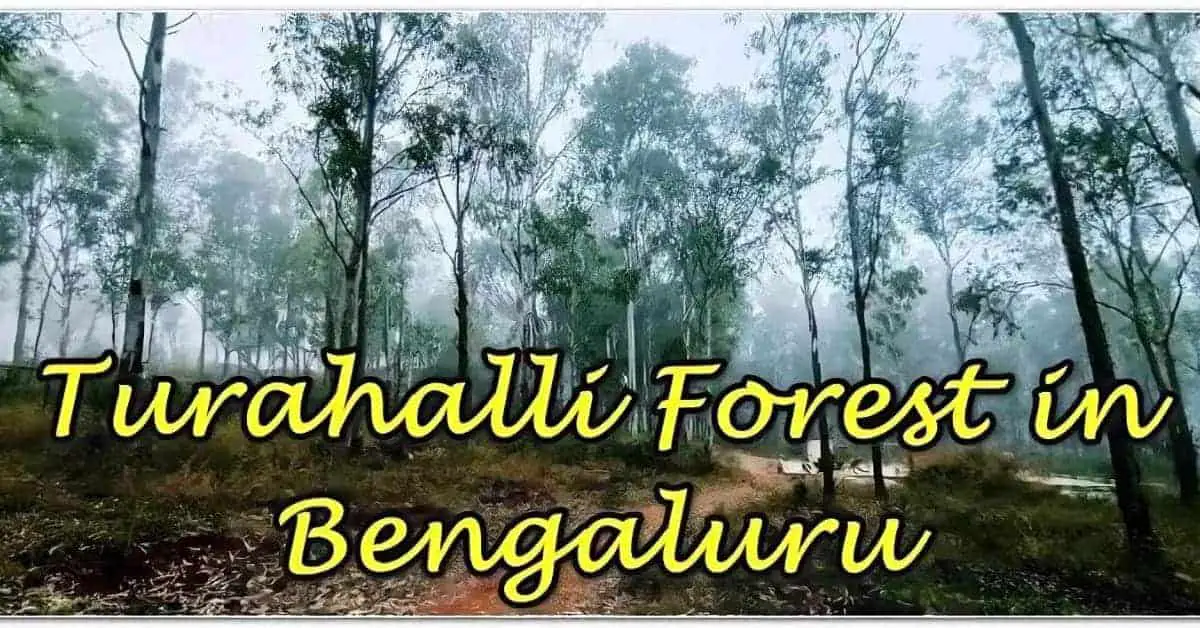 Turahalli Forest cycling trails