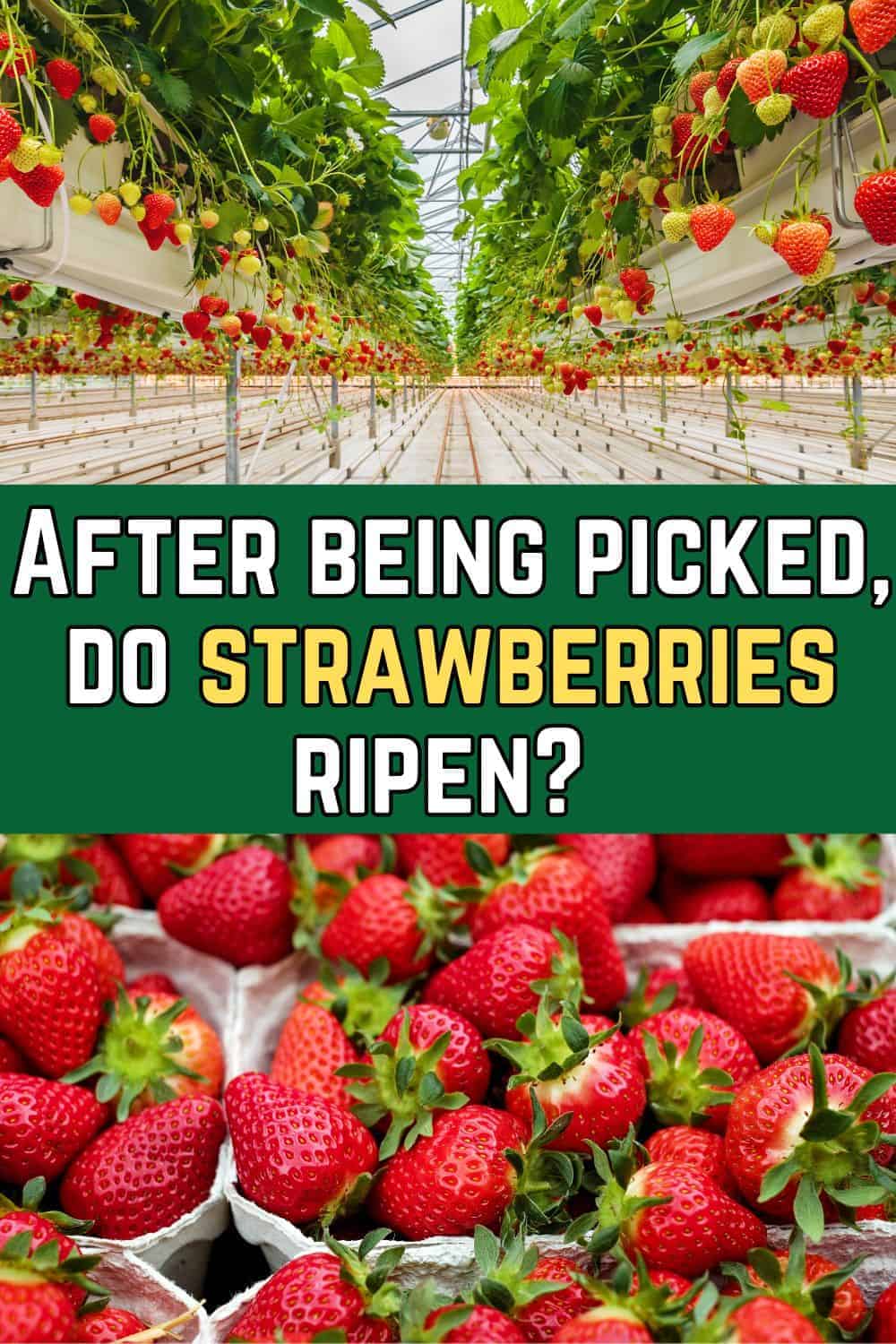 Do Strawberries Ripen After Picking?