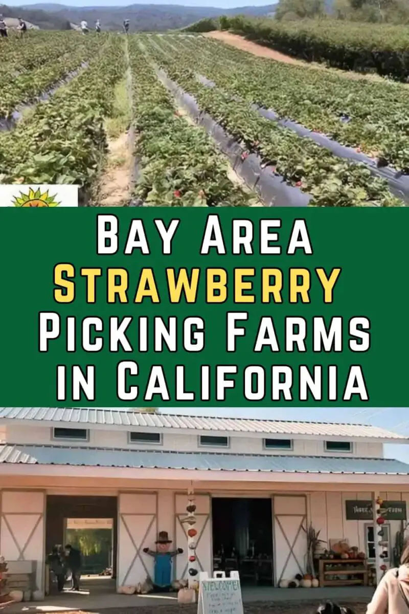 11 Best Bay Area Strawberry Picking Farms In California (PYO) 2025