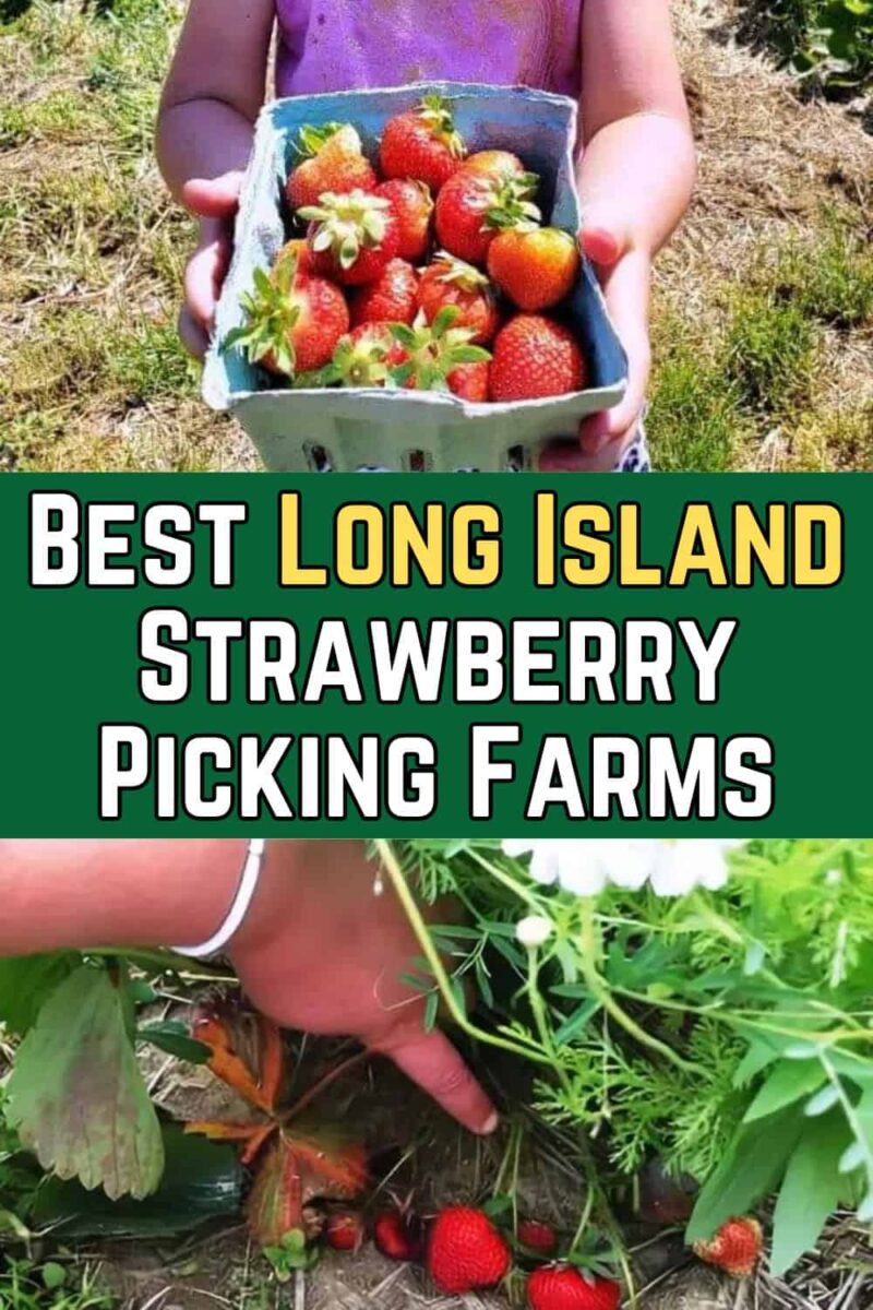 Best Long Island Strawberry Picking Farms