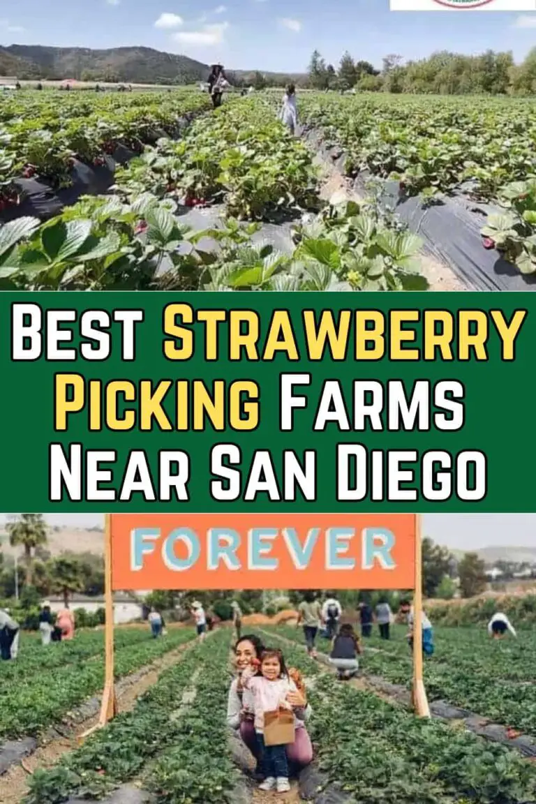 9 Best Strawberry Picking Farms Near San Diego (PYO) 2025