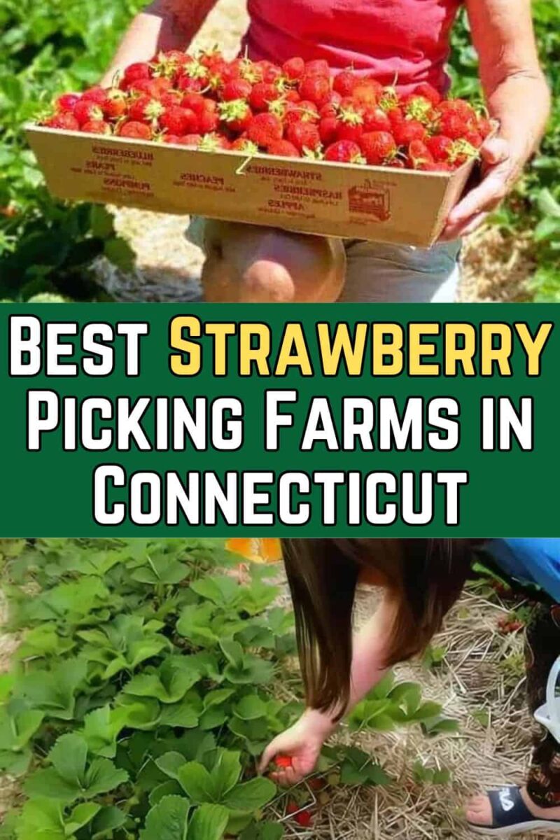 Best Strawberry Picking Farms in Connecticut