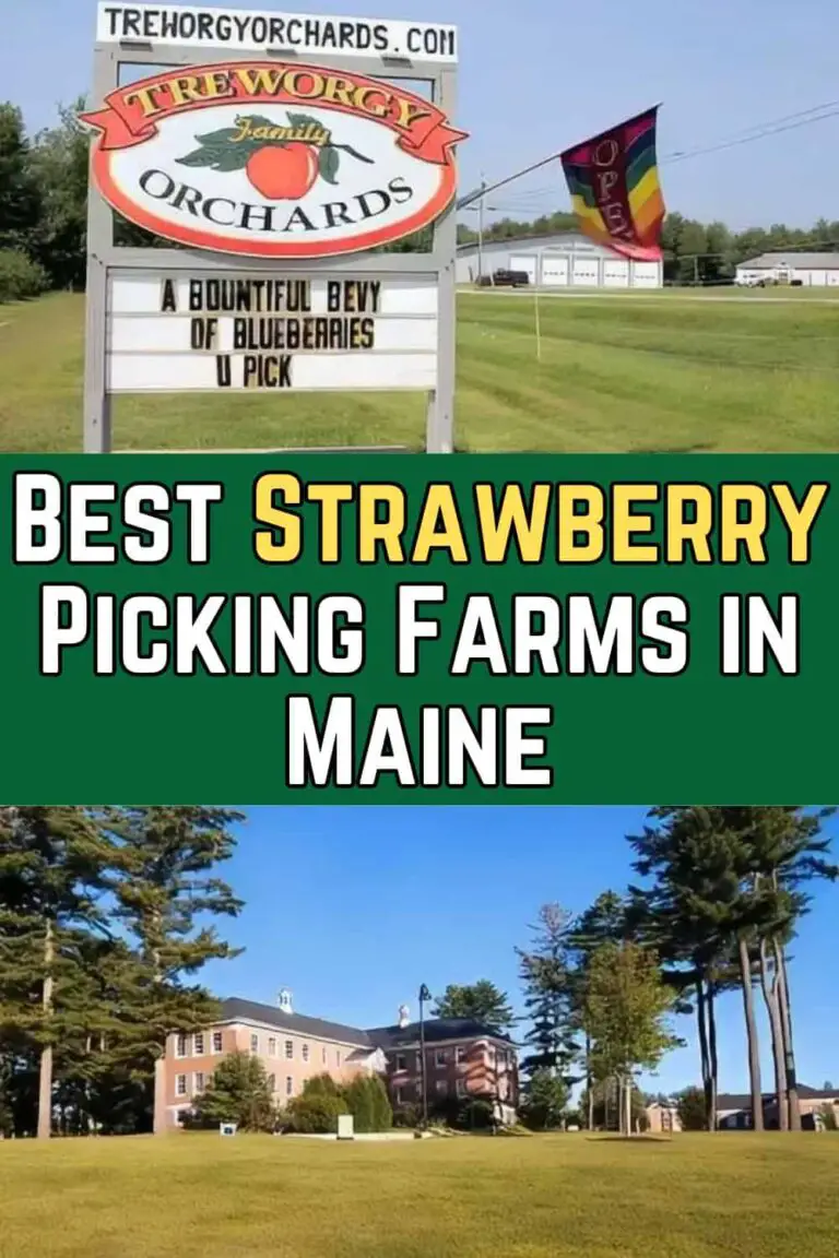 11 Best Strawberry Picking Farms In Maine (PYO) 2025