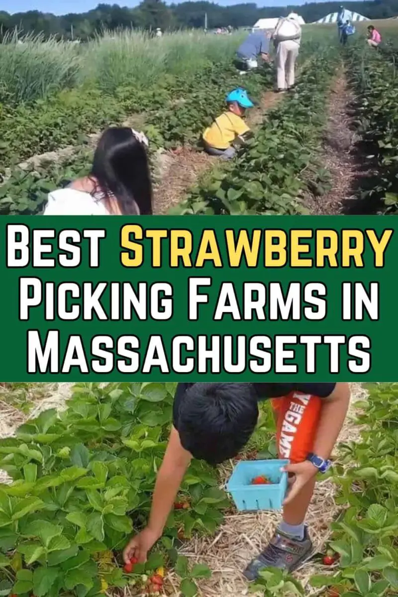 17 Best Strawberry Picking Farms In Massachusetts (PYO) 2025