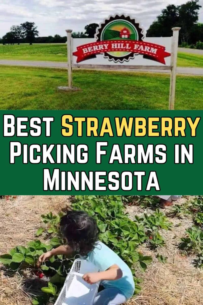 Best Strawberry Picking Farms in Minnesota