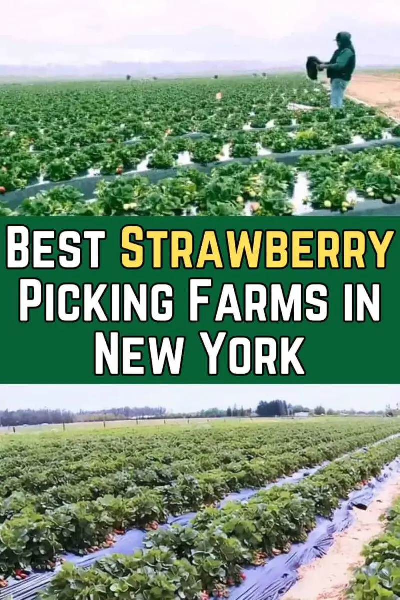 13 Best Strawberry Picking Farms In New York (PYO) 2025