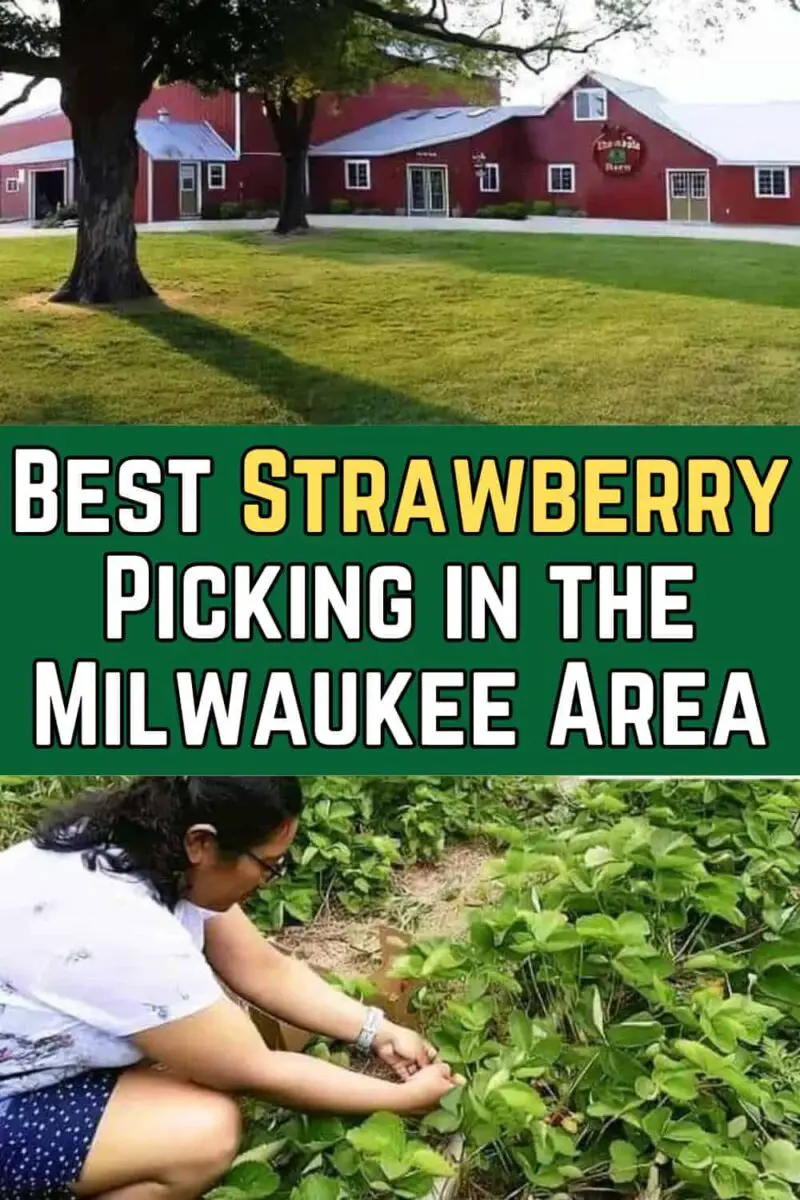 Best Strawberry Picking in the Milwaukee Area