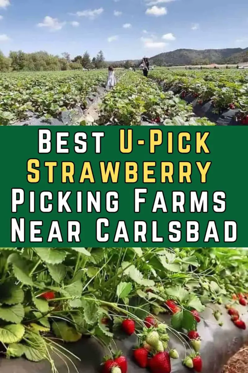 Best U-Pick Strawberry Picking Farms Near Carlsbad