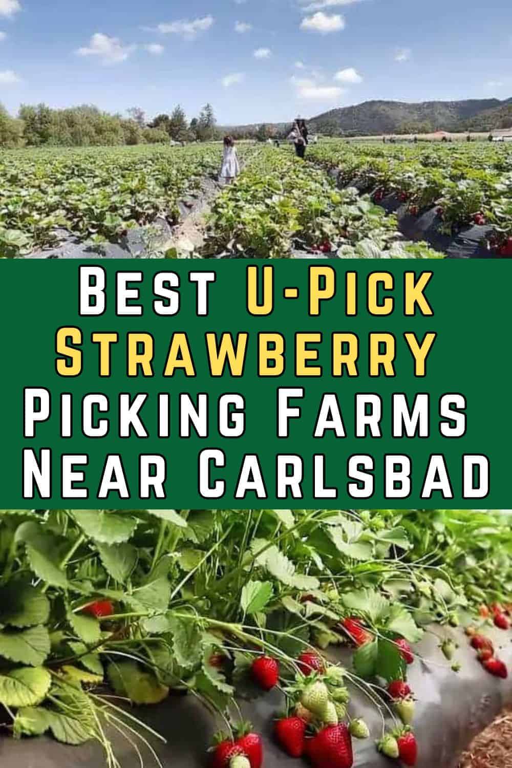 8 Best UPick Strawberry Picking Farms Near Carlsbad 2025