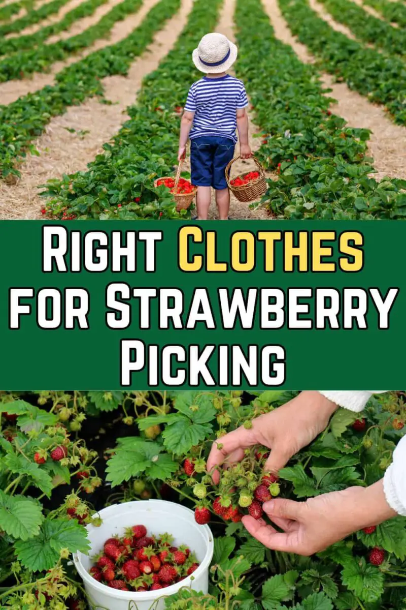 Right Clothes for Strawberry Picking