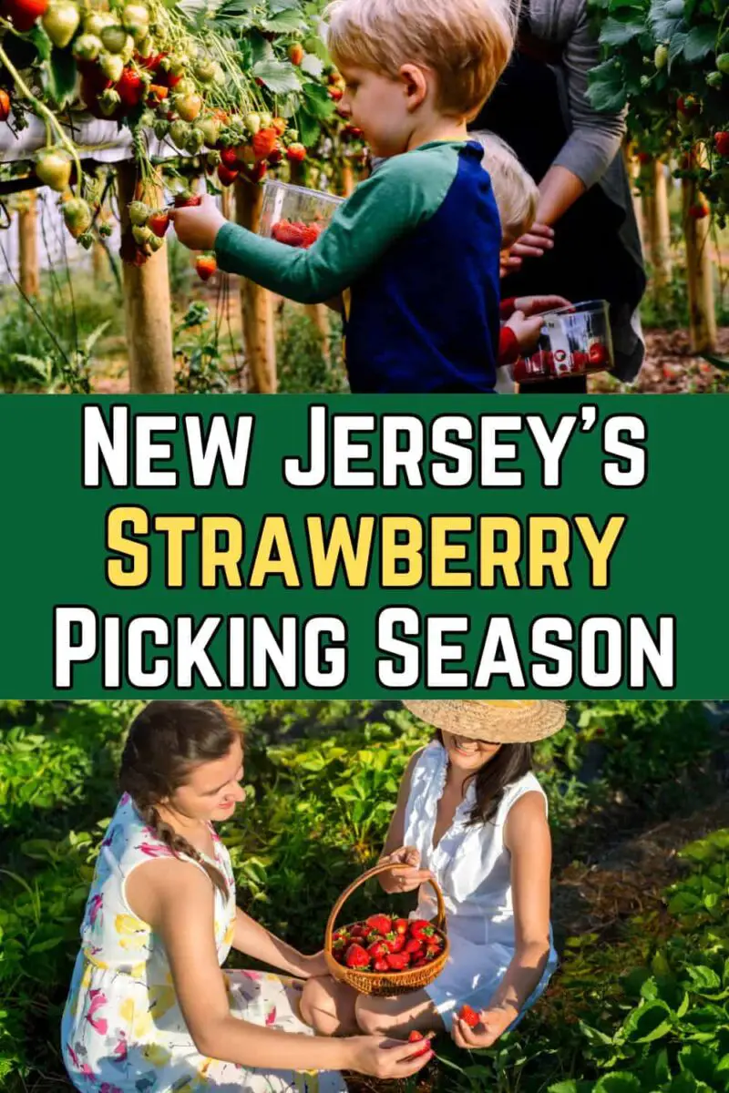 New Jersey's Strawberry Picking Season